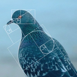 airdropper logo