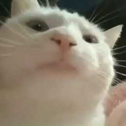 Vibing Cat logo